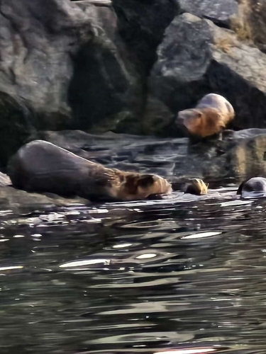 North American River Otter