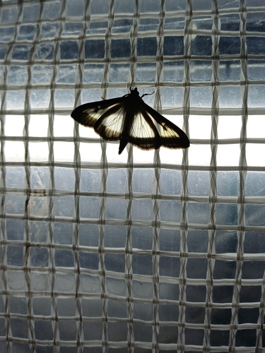 Box Tree Moth