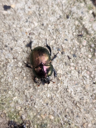 Splendid Earth-boring Beetle