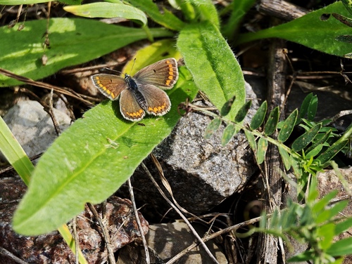 Brown Argus