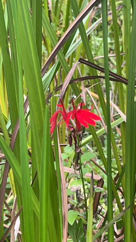 cardinal flower