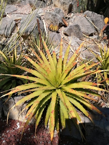 Genus Hechtia · iNaturalist