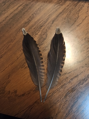 Eurasian Woodcock