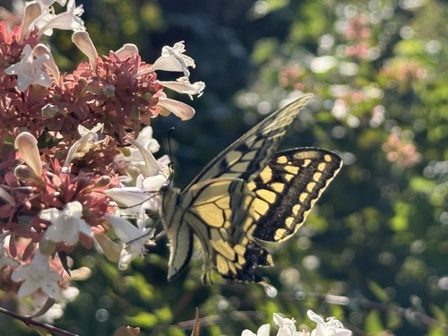 Old World Swallowtail