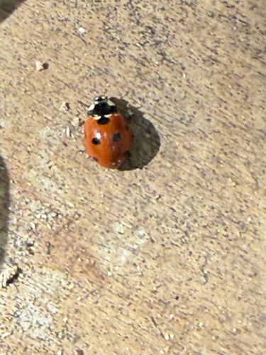 Seven-spotted Lady Beetle