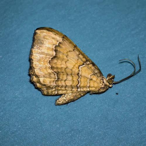 Yellow Shell Moth