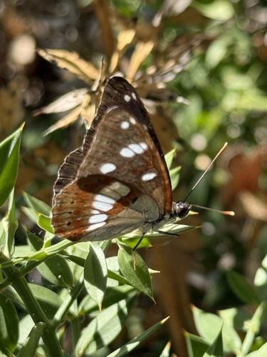 Southern White Admiral