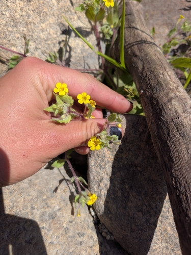 Sand-loving Monkeyflower