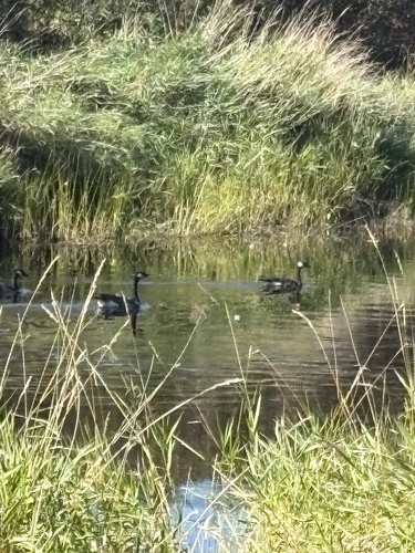 Canada Goose