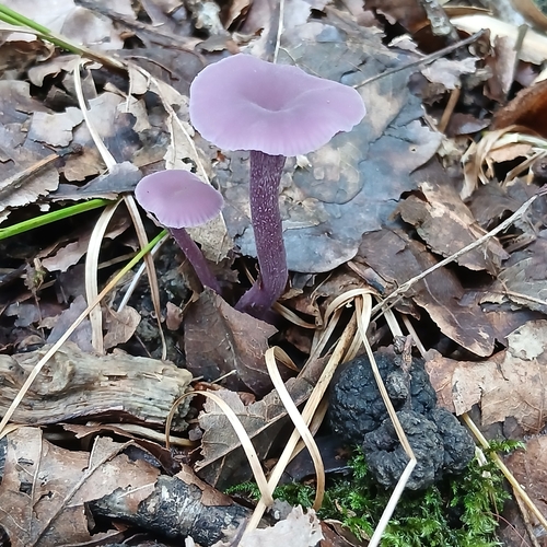 Amethyst Deceiver