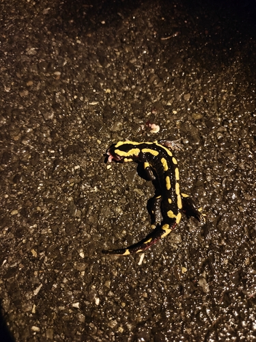 Fire Salamander