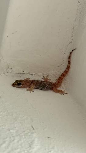 Mediterranean House Gecko