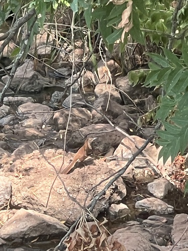 Brown Thrasher