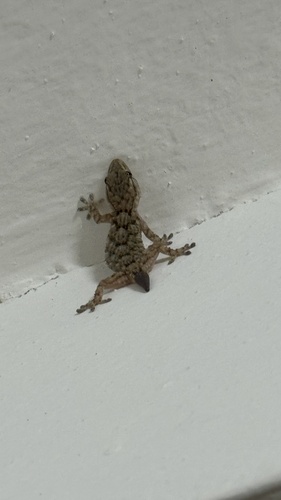 Moorish Gecko