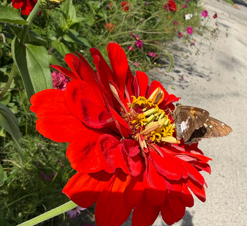 Silver-spotted Skipper