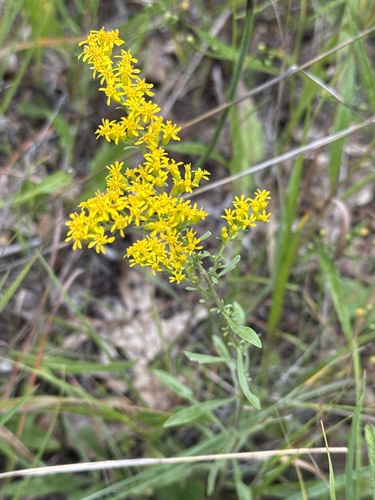 field goldenrod