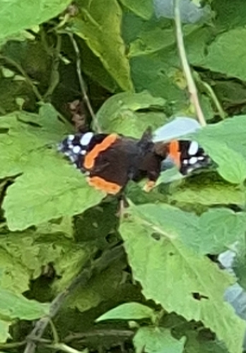 Red Admiral
