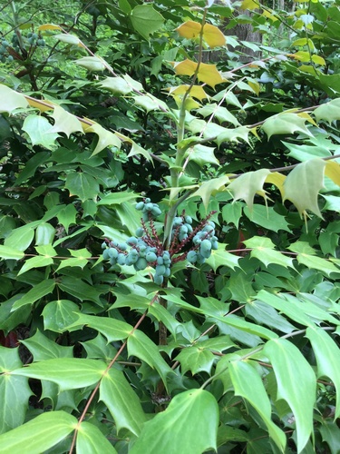 leatherleaf mahonia