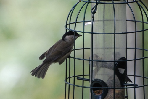 Marsh Tit