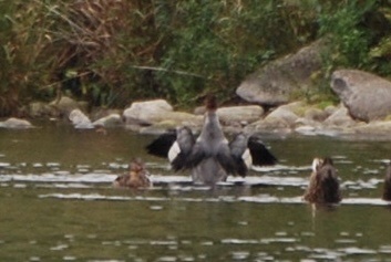 Common Merganser