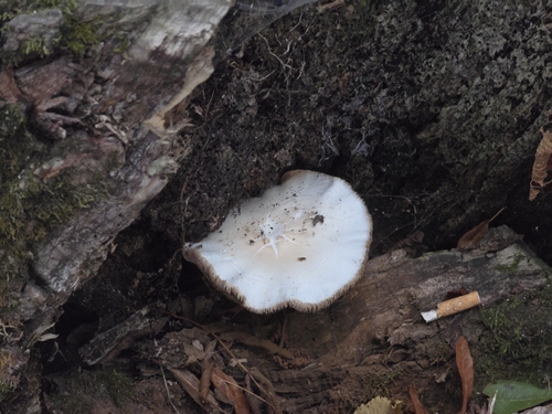 Poplar Fieldcap