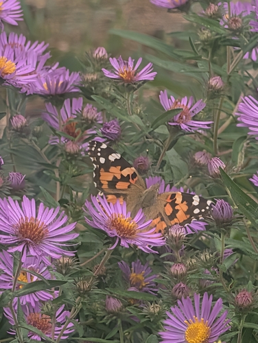 Painted Lady