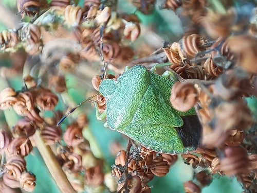 Green Shield Bug