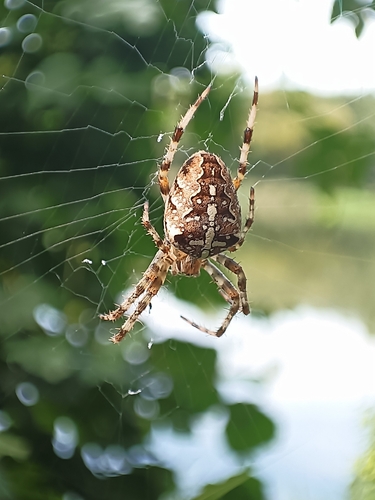 Cross Orbweaver