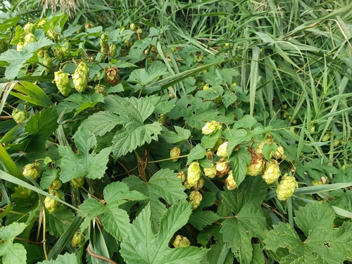 common hops