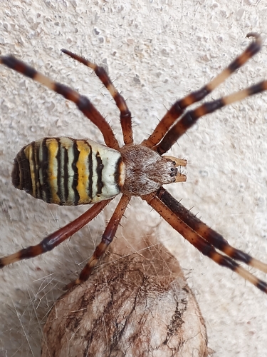 Wasp Spider