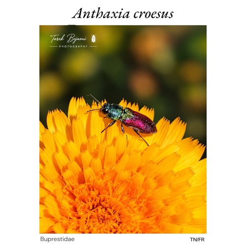 Anthaxia croesus