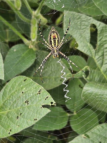 Banded Garden Spider