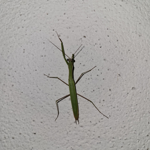 European Mantis