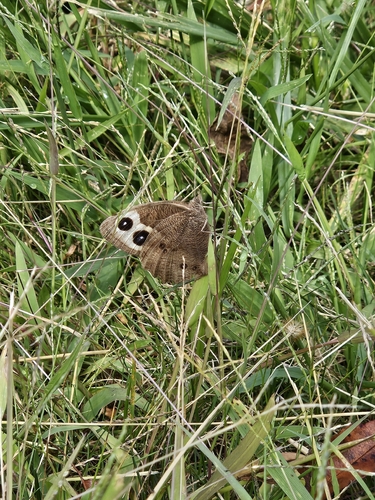 Common Wood-Nymph