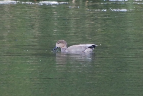 Gadwall