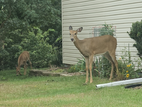 White-tailed Deer