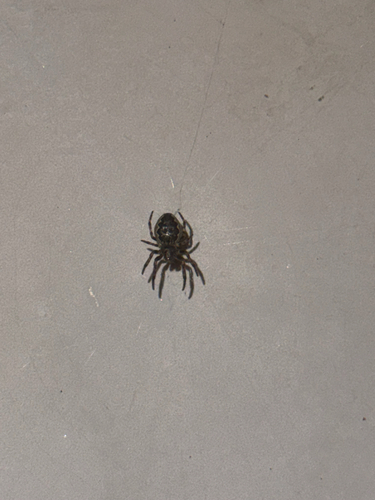 Walnut Orbweaver