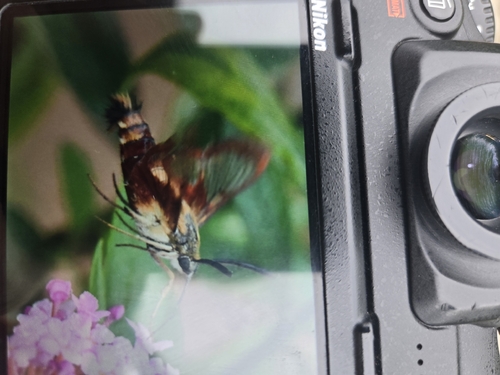 Hummingbird Clearwing