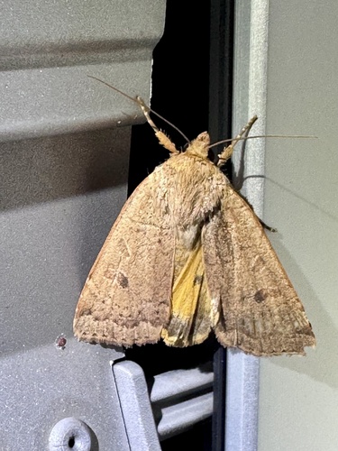 Lesser Yellow Underwing