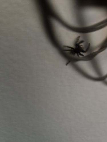 Bold Jumping Spider