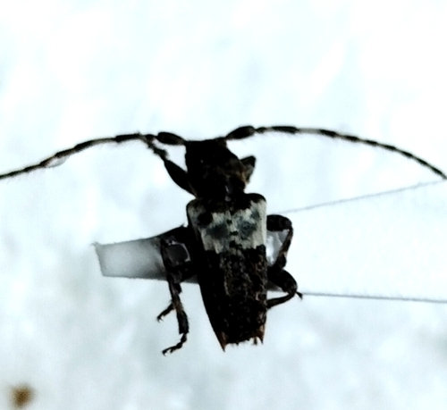 greater thorn-tipped longhorn beetle
