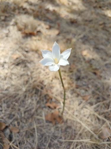 Brazos rain-lily