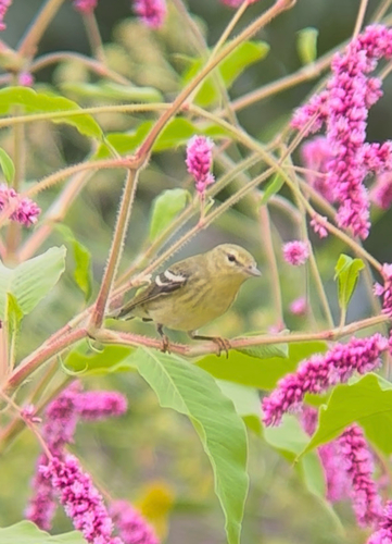 Blackpoll Warbler