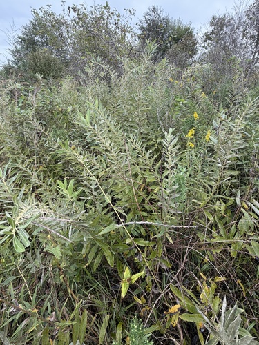 Prairie Willow