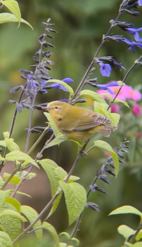 Tennessee Warbler