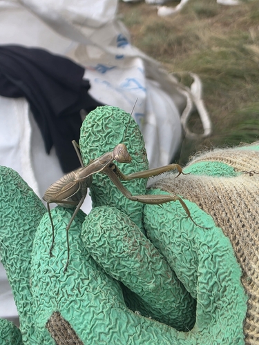 European Mantis