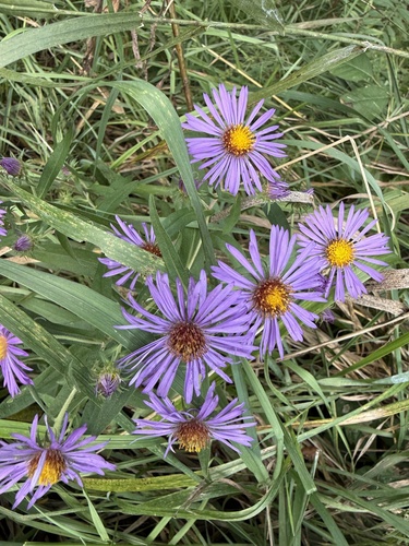 New England aster