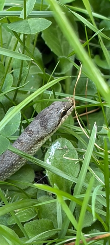 Smooth Snake