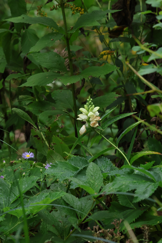 white turtlehead