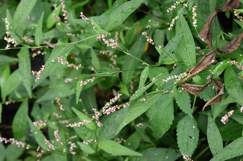 low smartweed